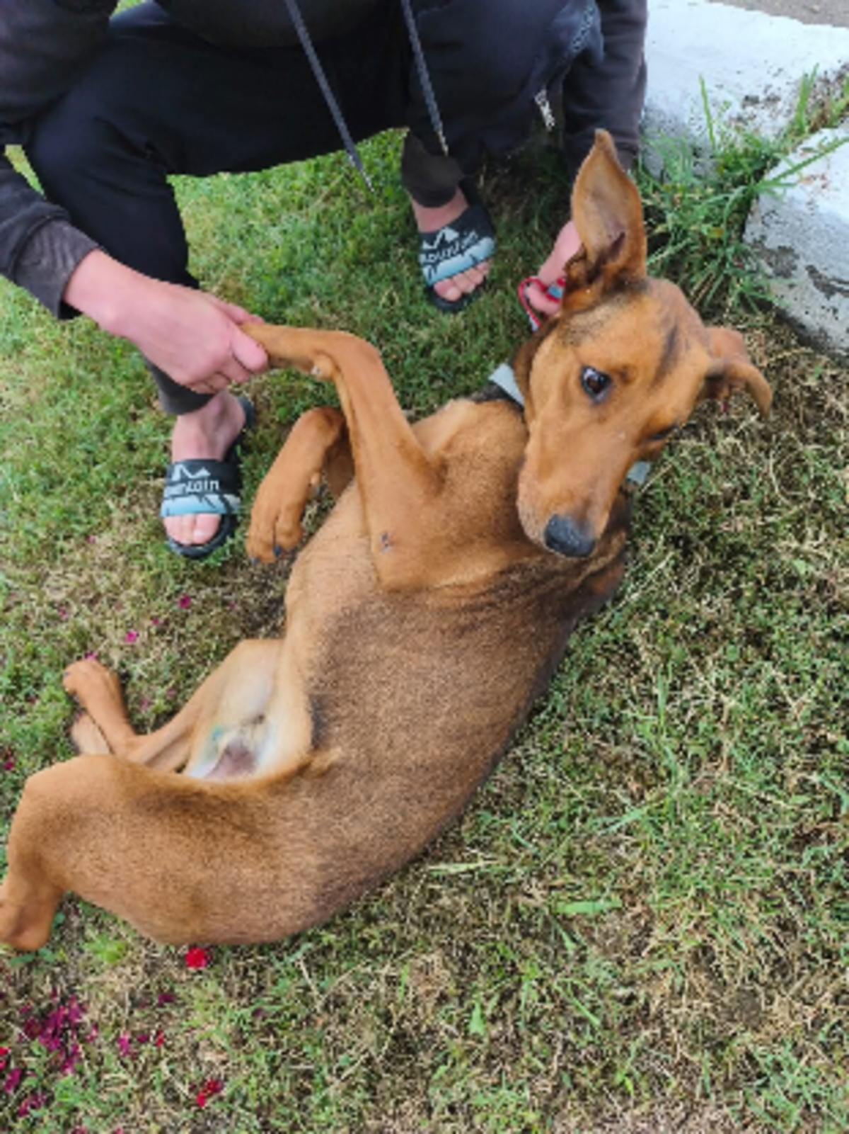 Adoption Zeus