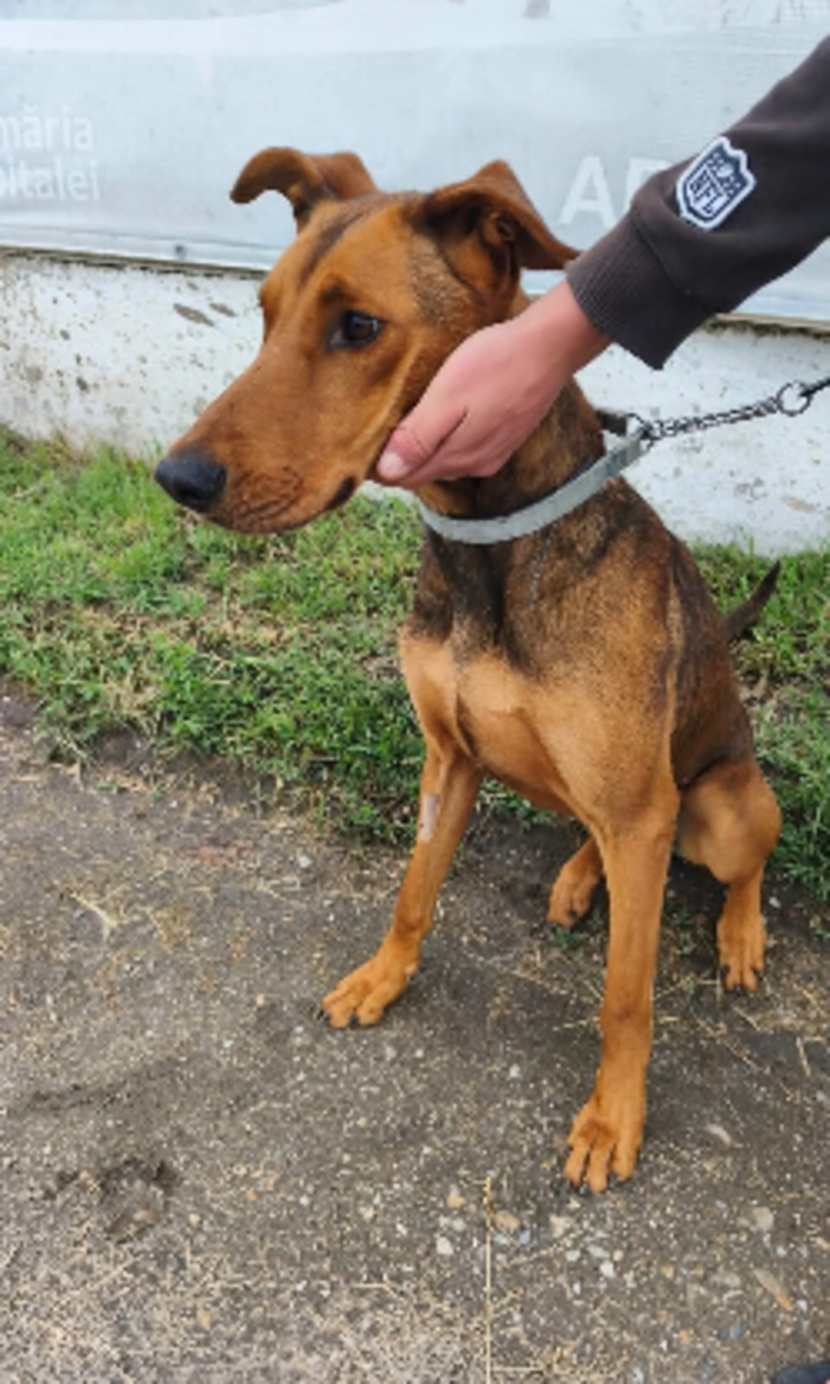 Adoption Zeus