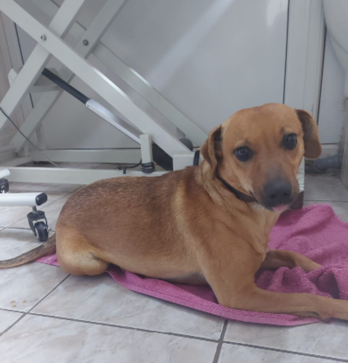Adoption Zeyna