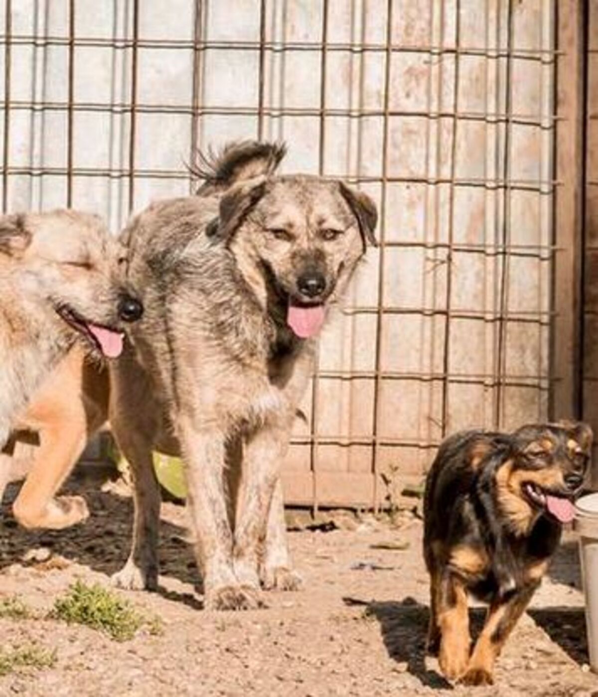 Adoption Zina