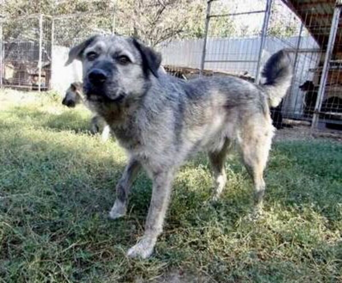 Adoption Zina