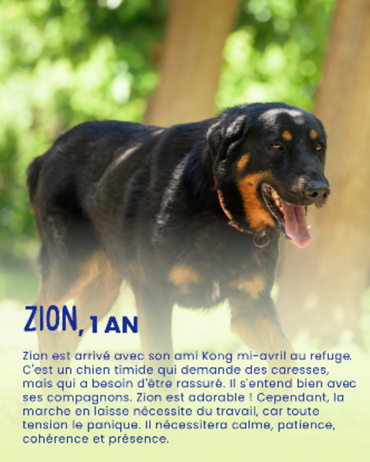 Adoption Zion