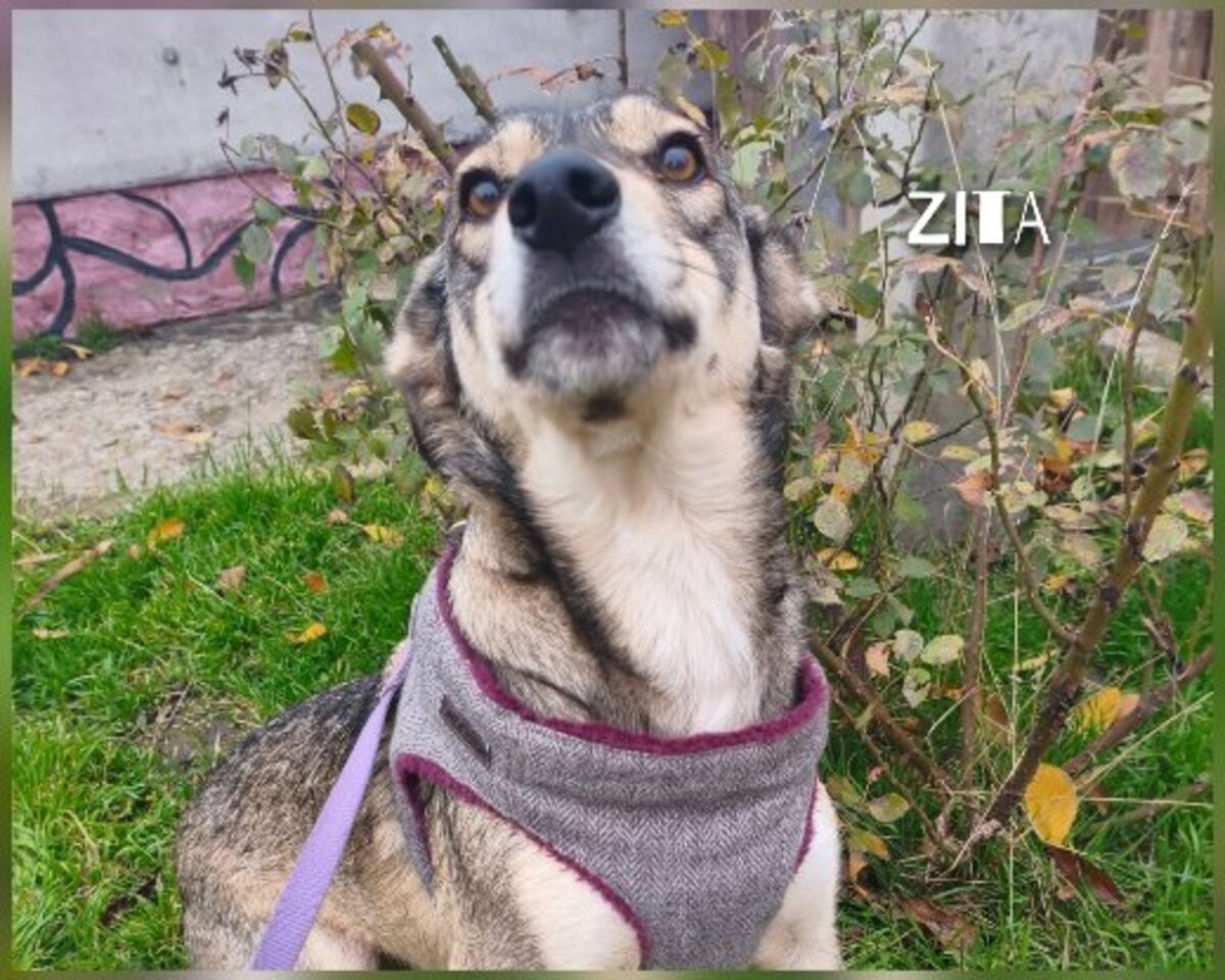 Adoption Zita à adopter!