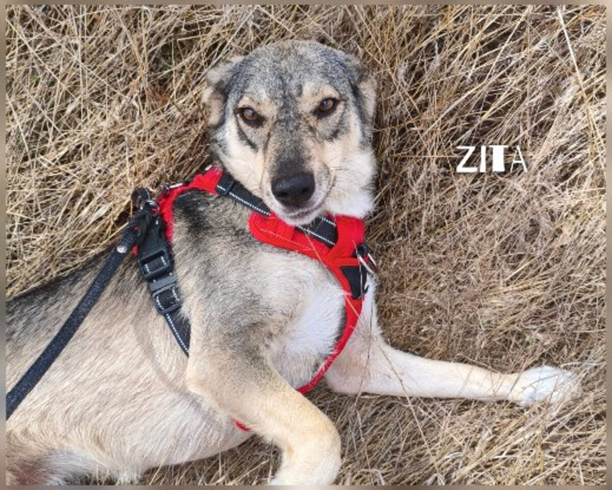 Adoption Zita à adopter!