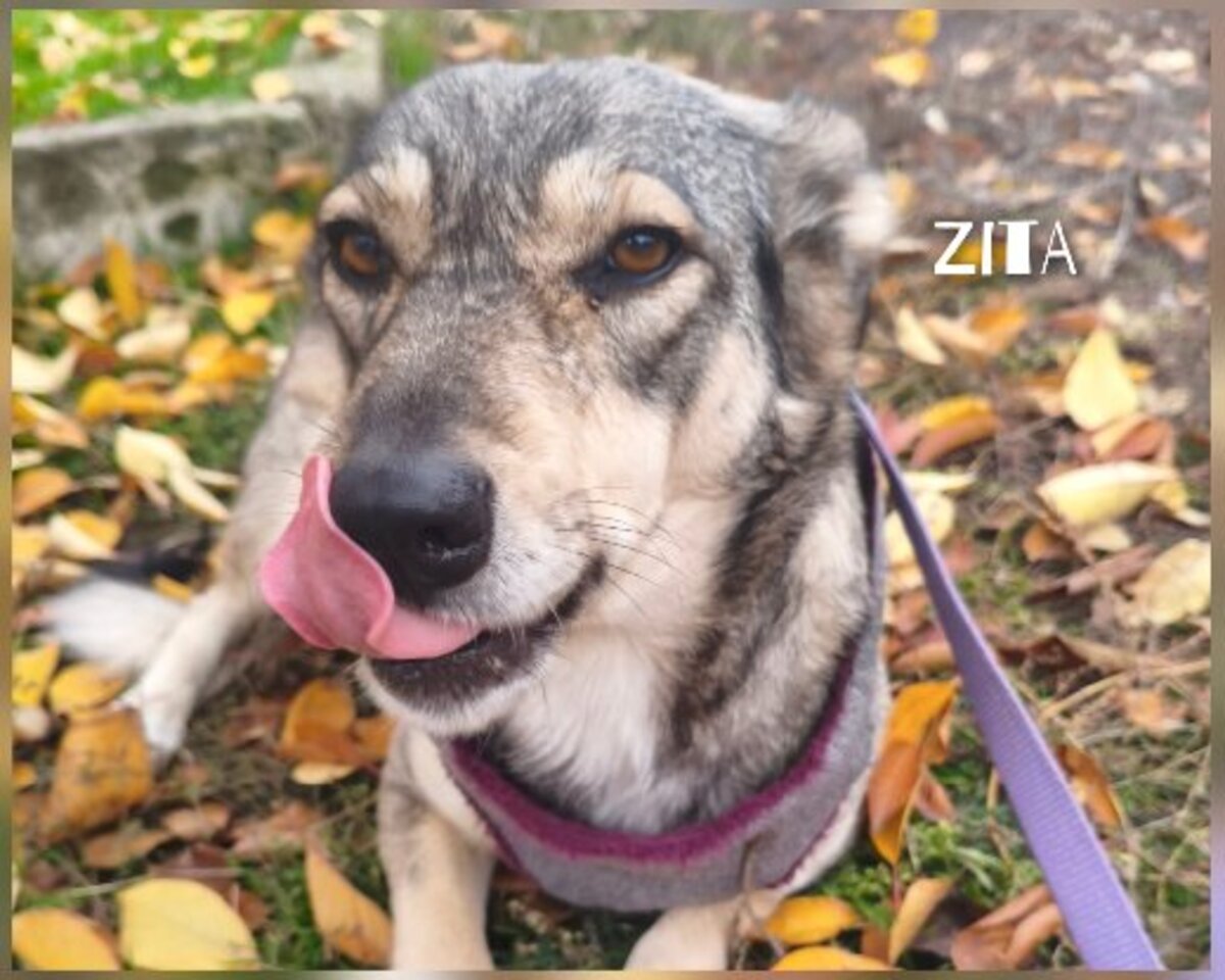 Adoption Zita à adopter!