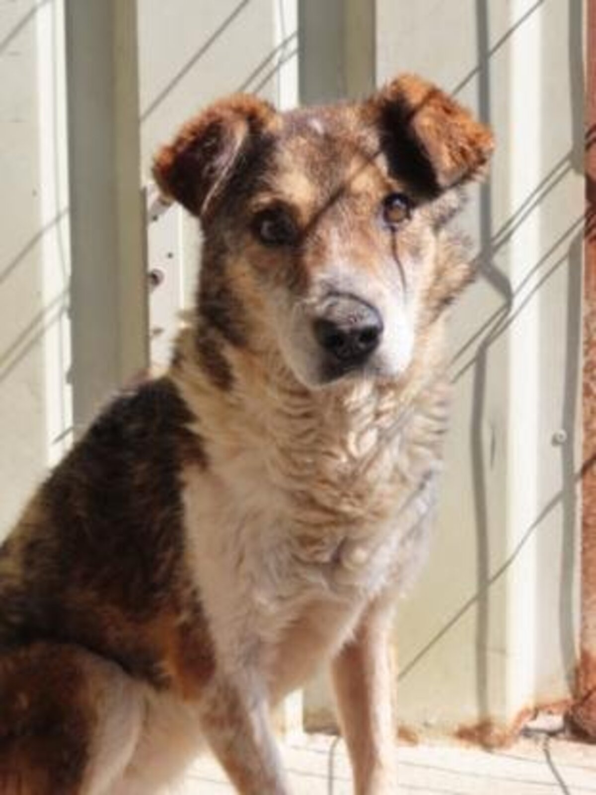 Adoption Ziva