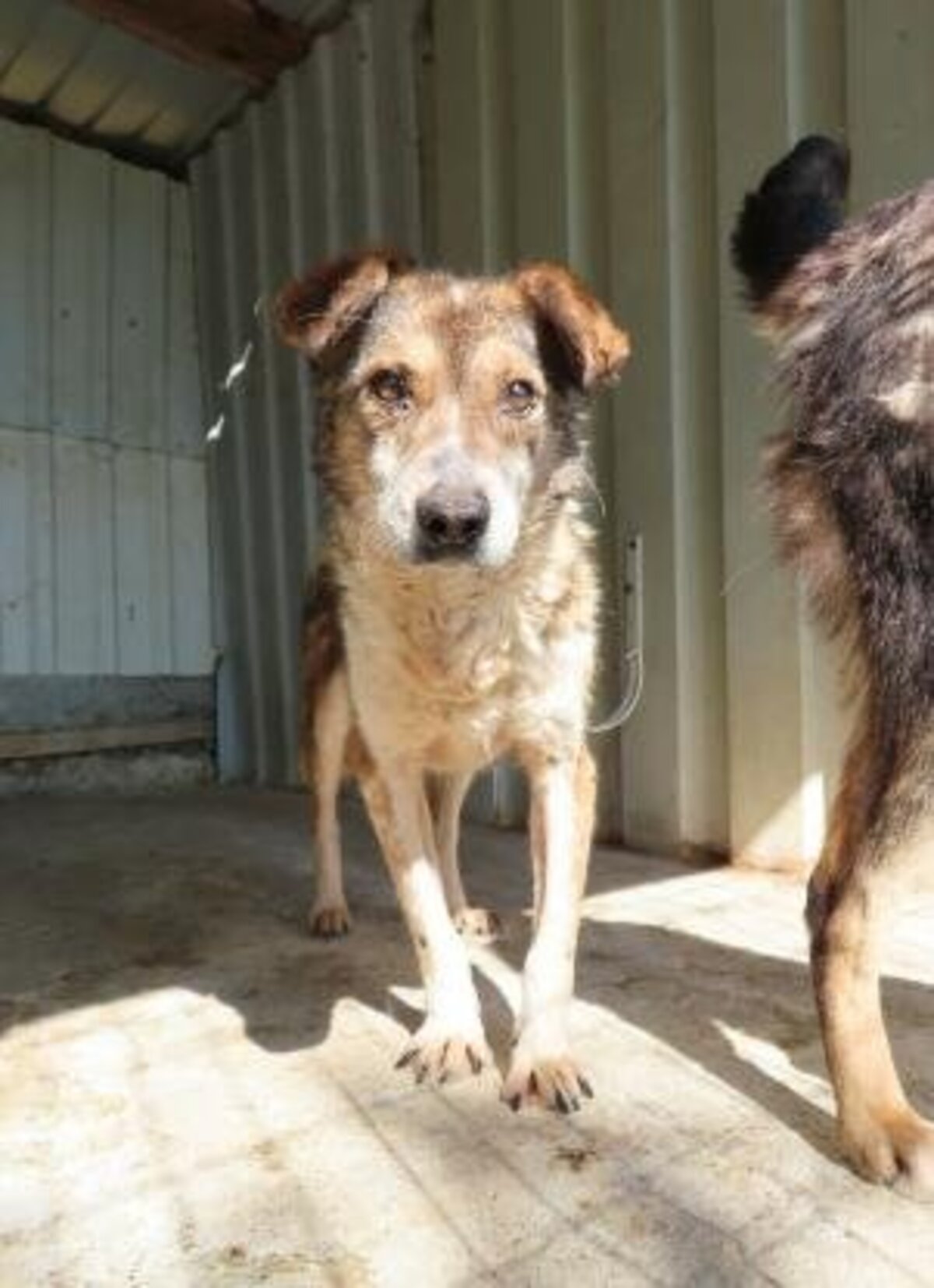 Adoption Ziva