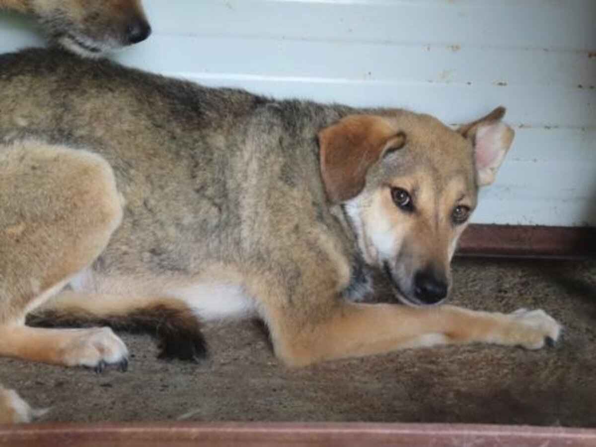 Adoption Zoée