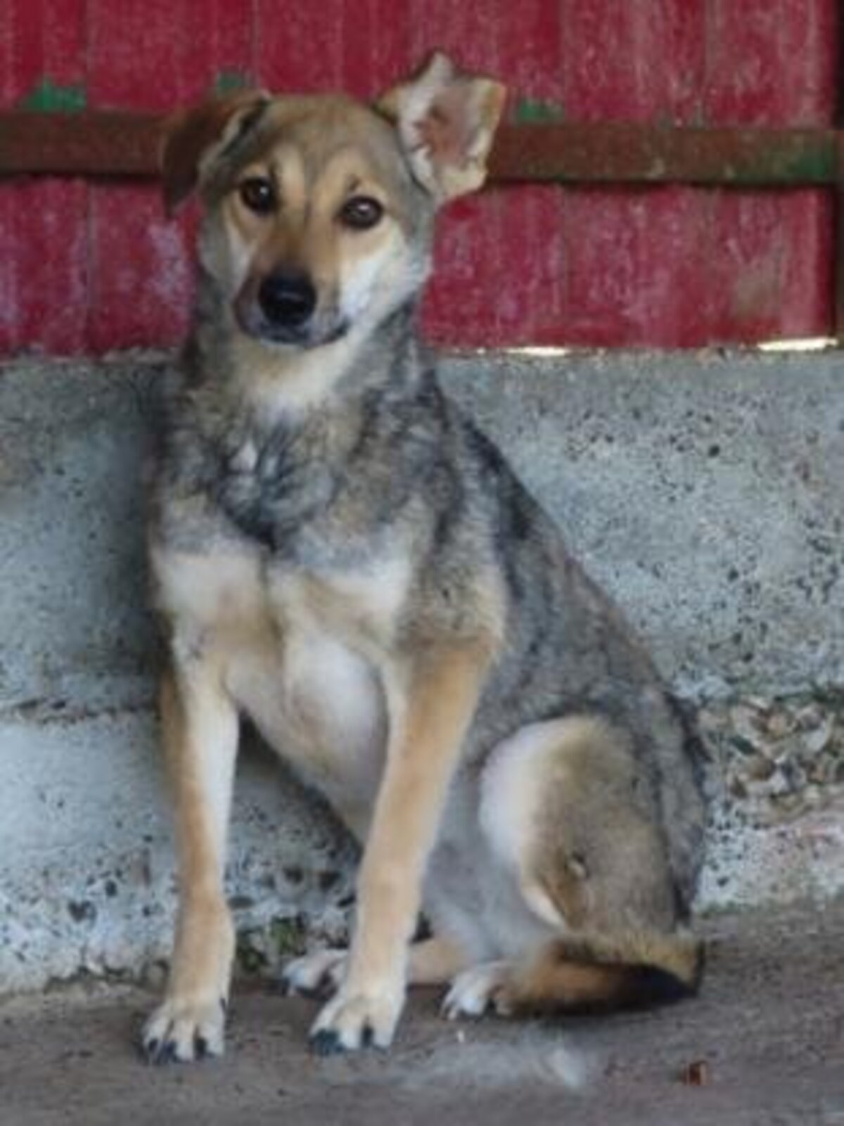 Adoption Zoée