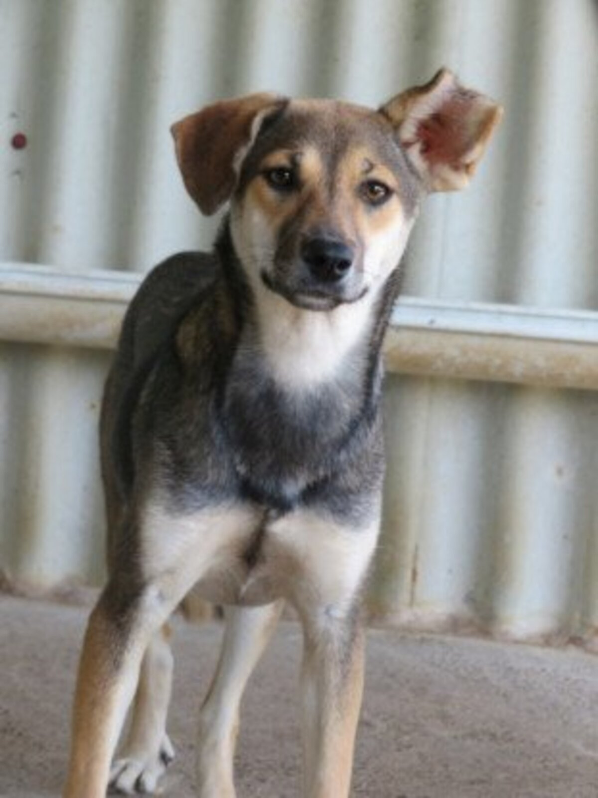 Adoption Zoée