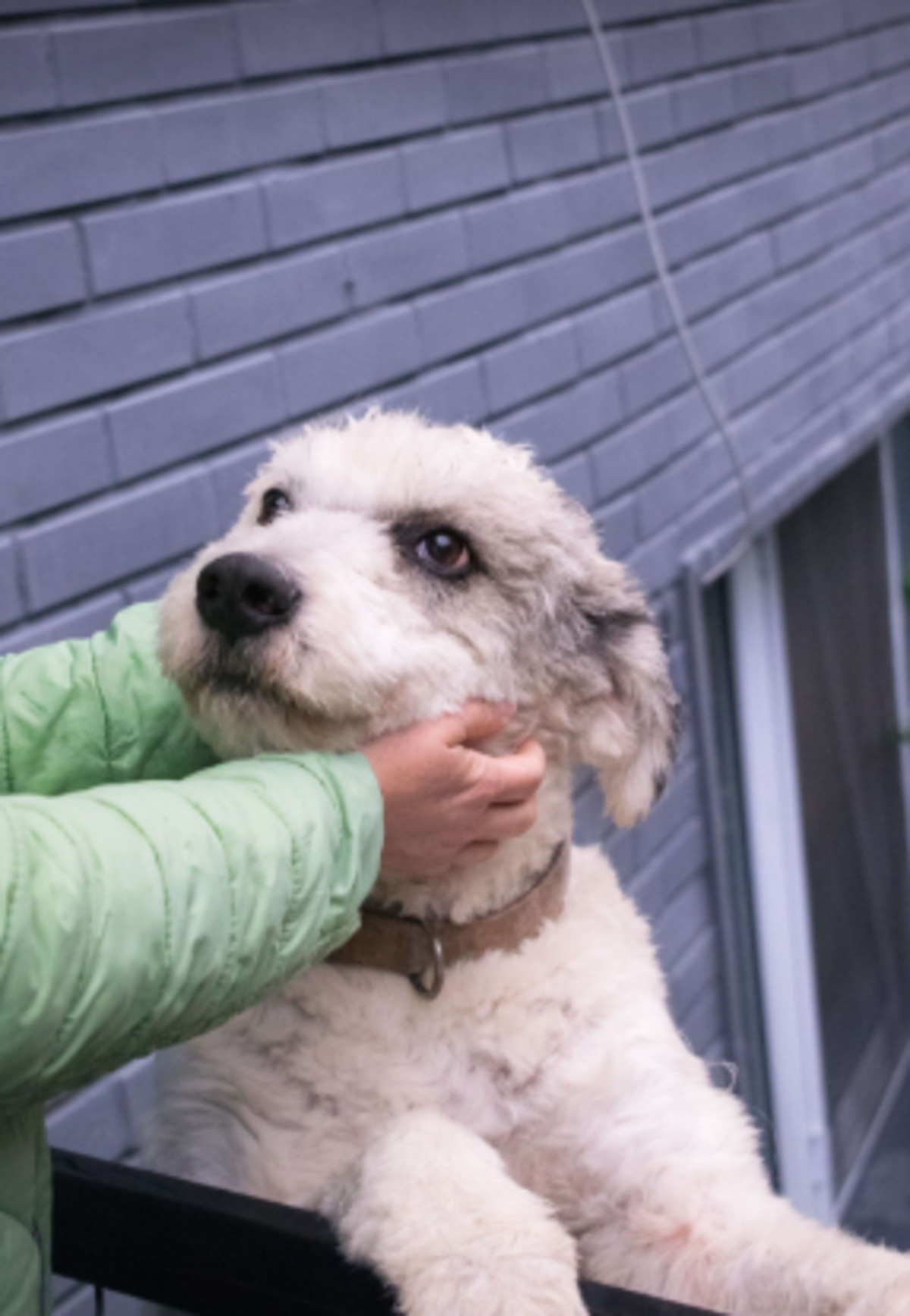Adoption Zoro