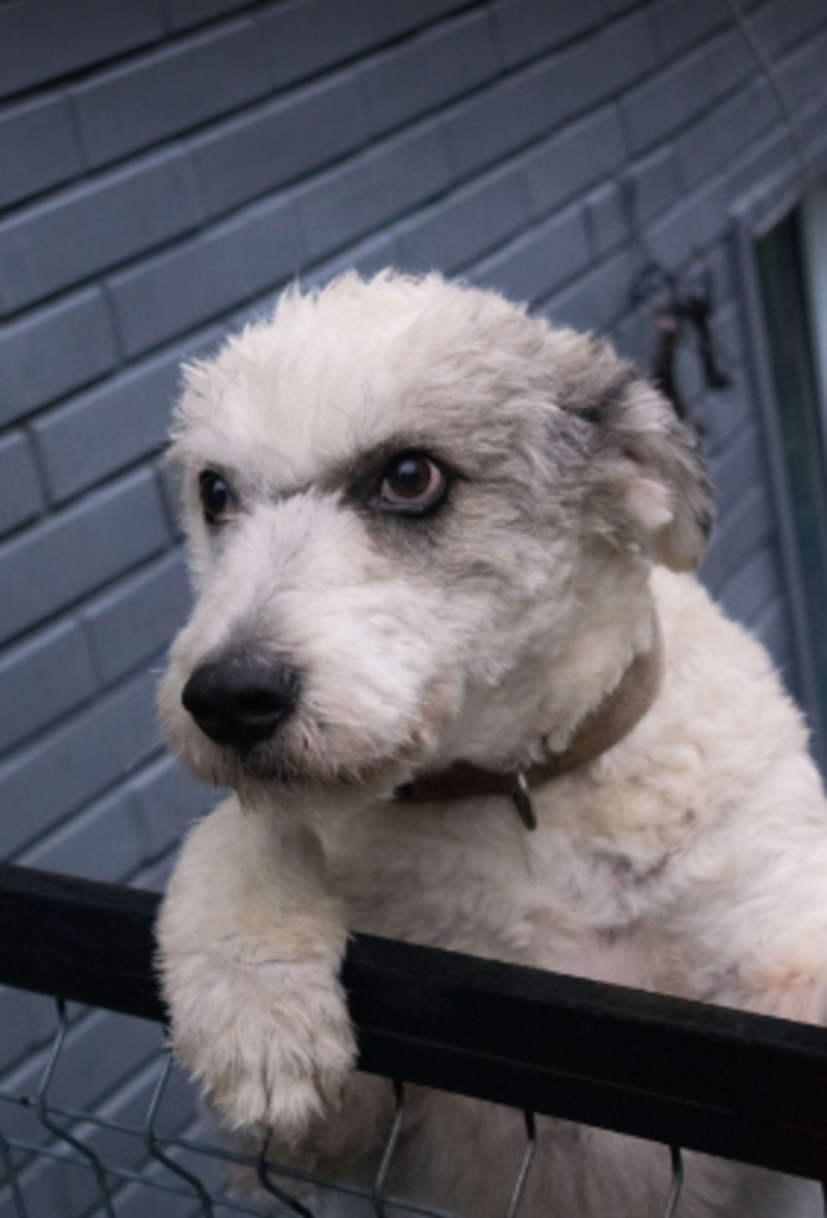 Adoption Zoro