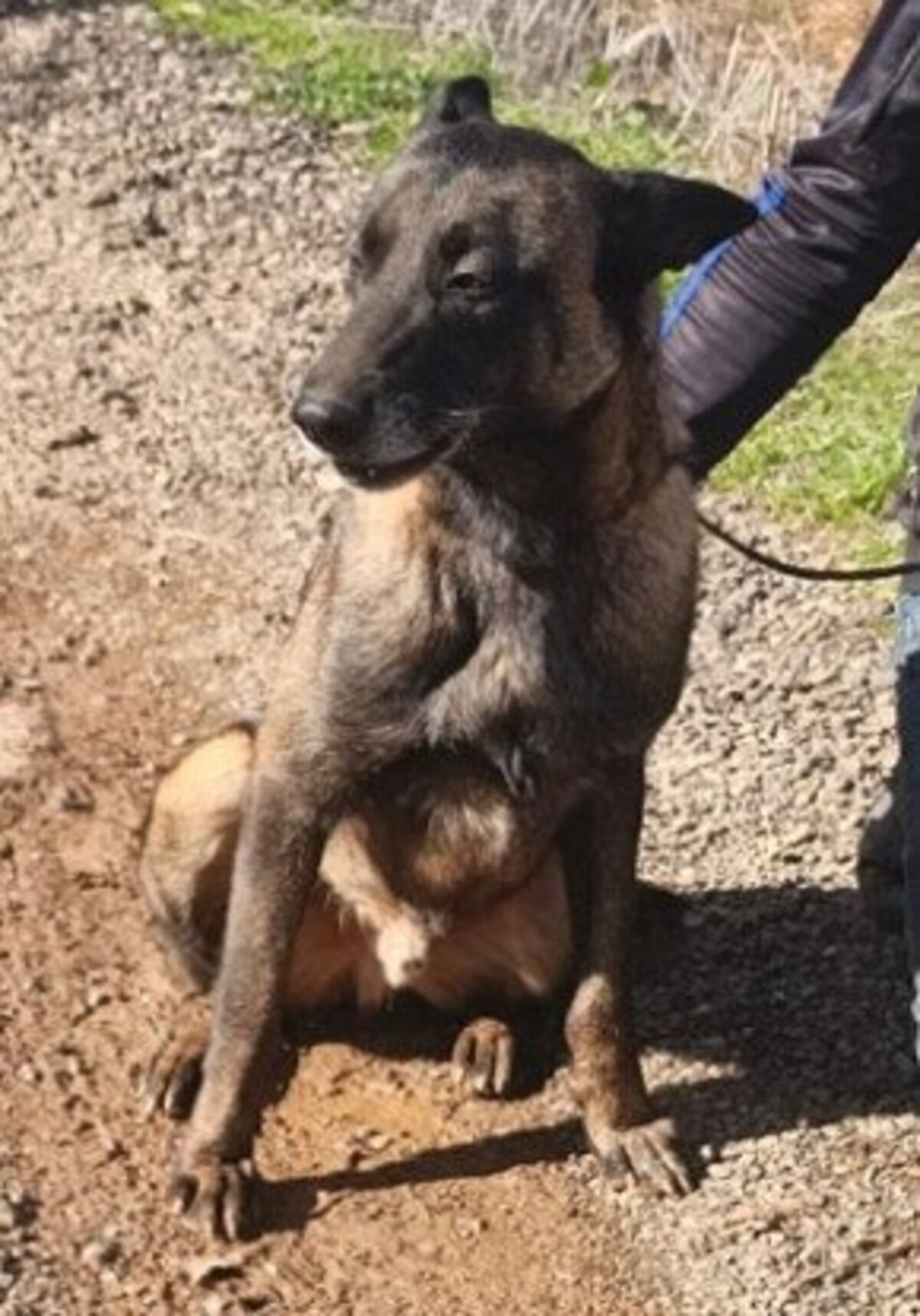 Adoption Zoro