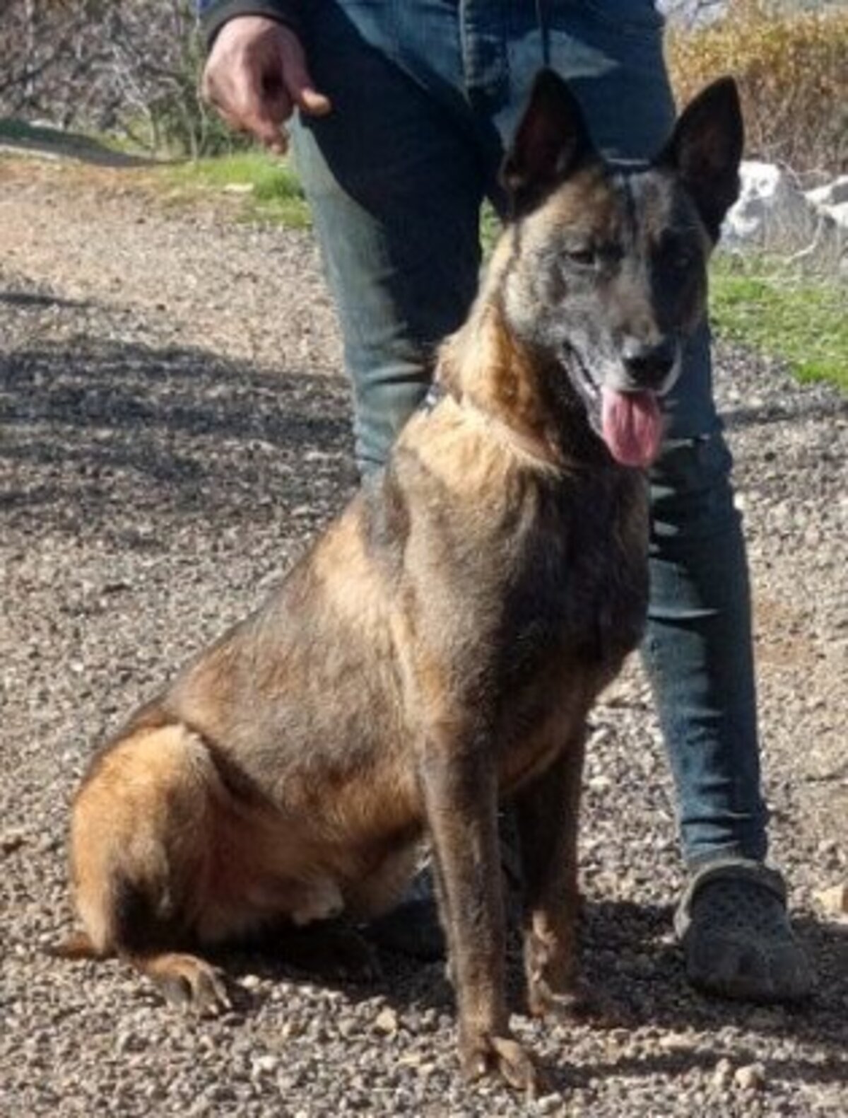 Adoption Zoro