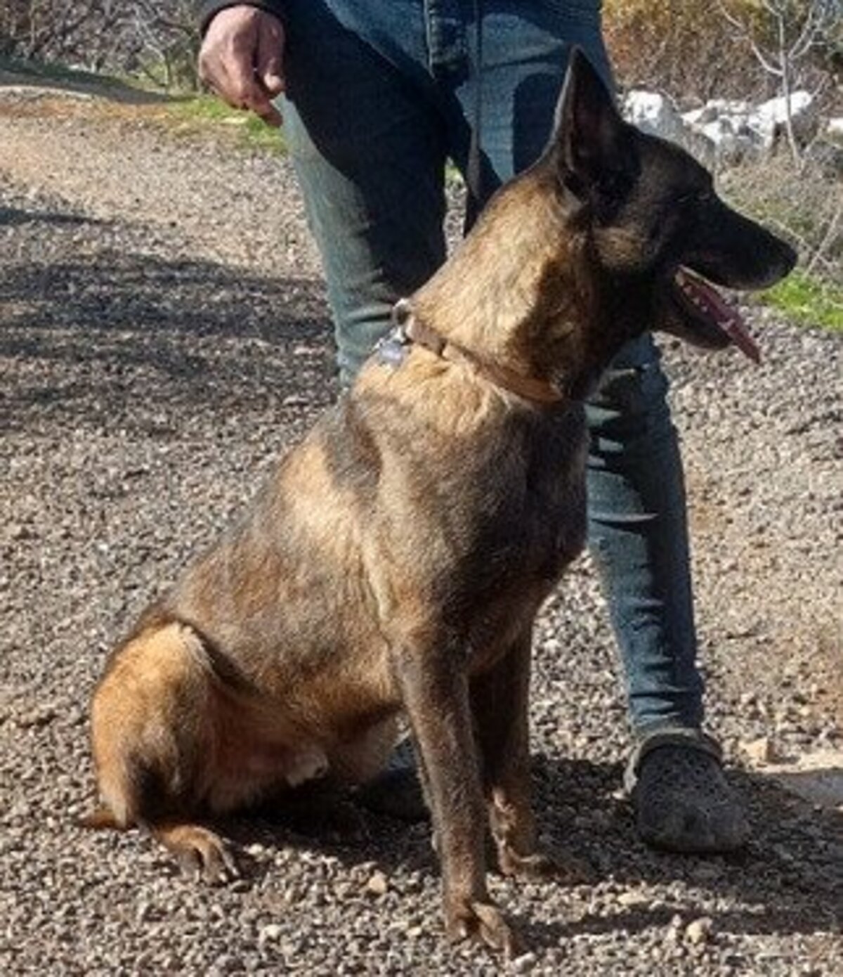 Adoption Zoro