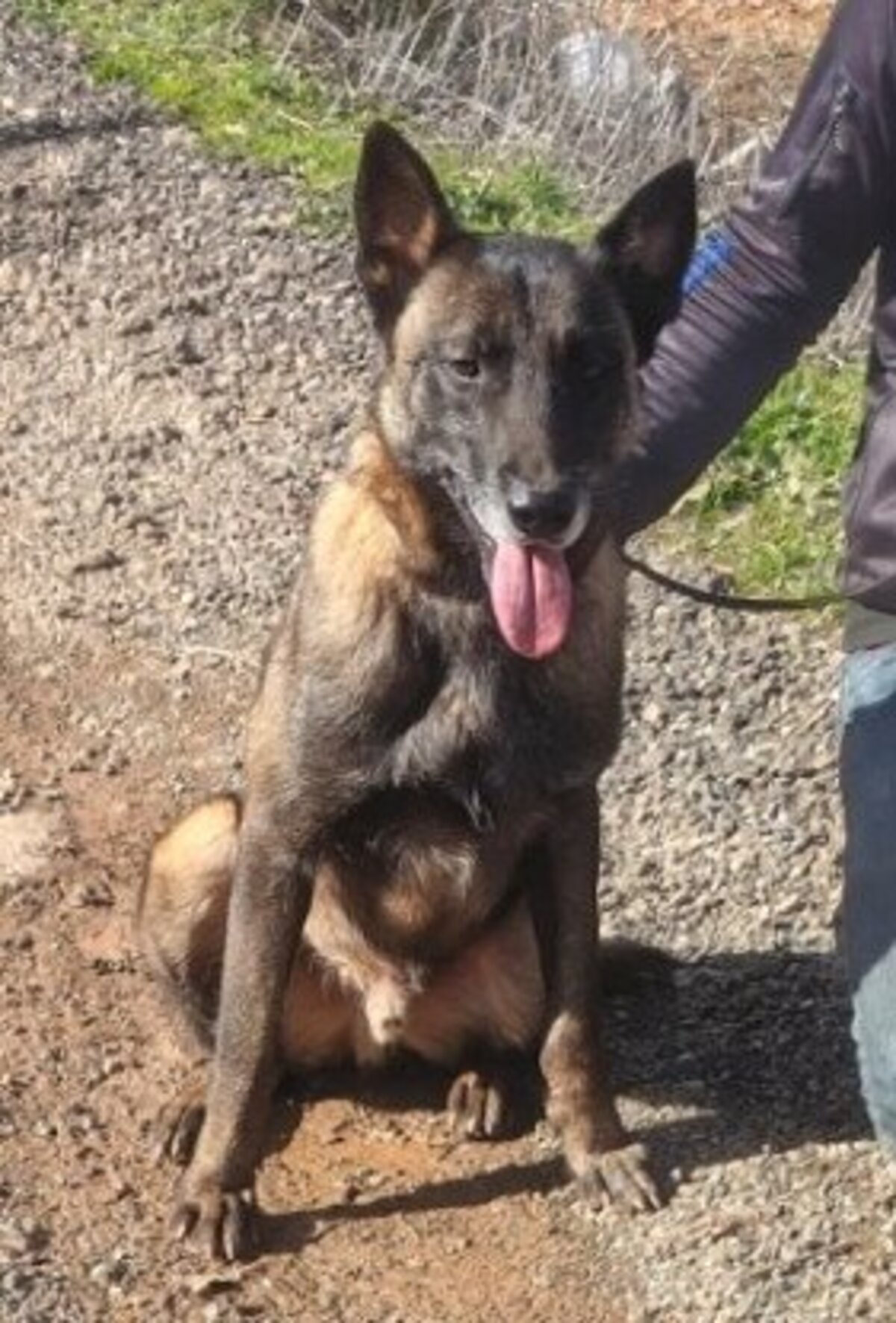 Adoption Zoro
