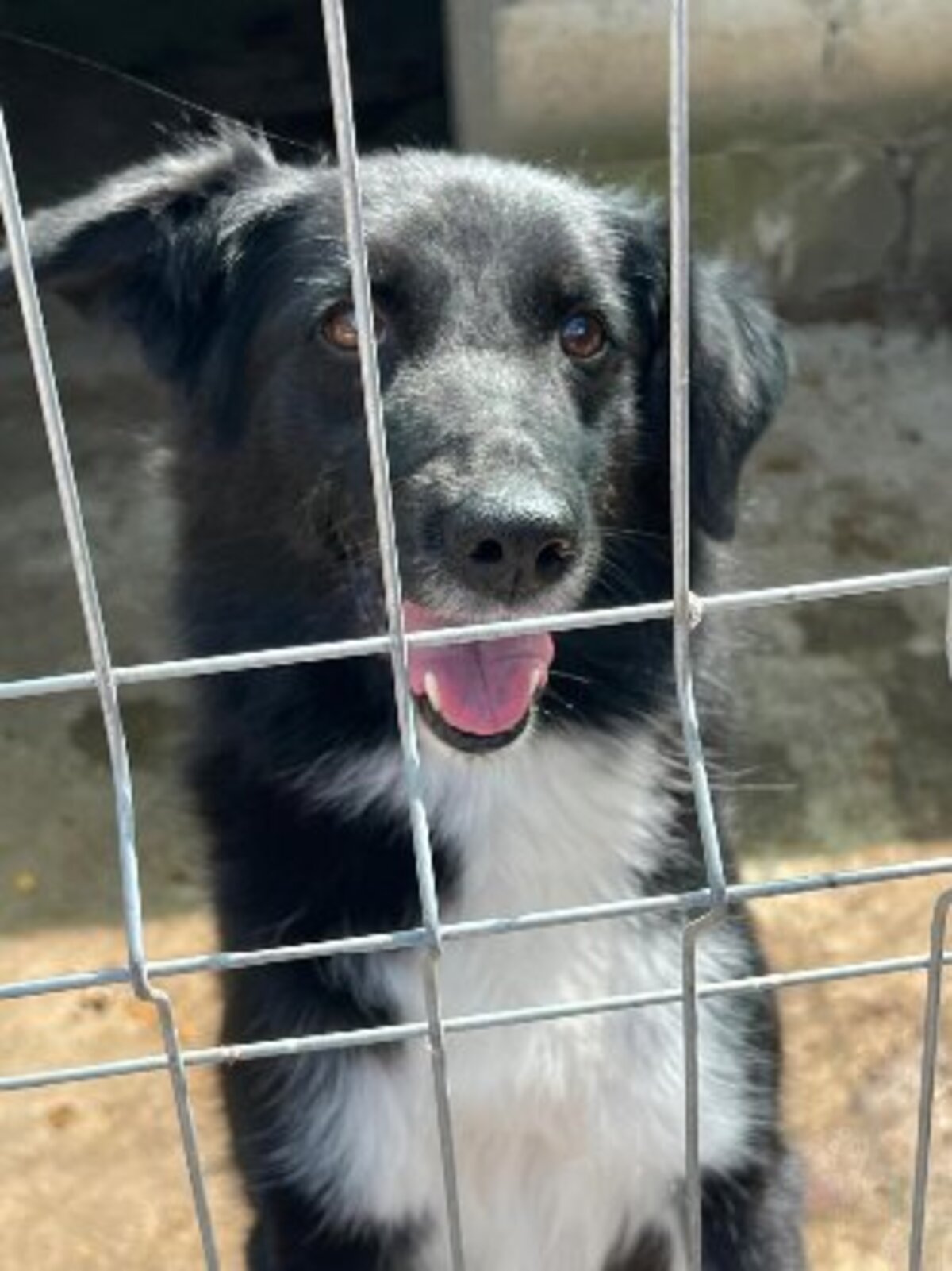Adoption Zoya