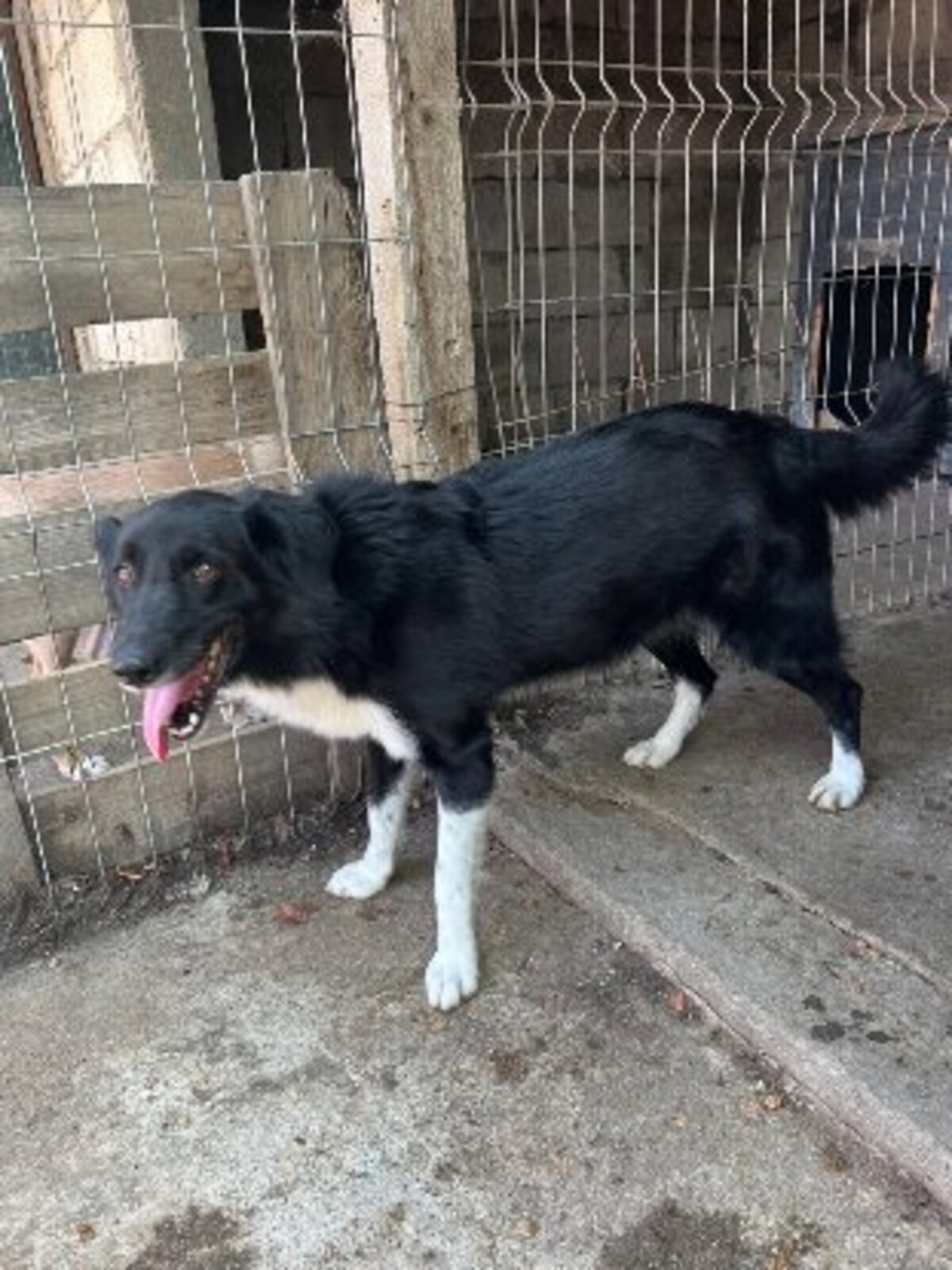 Adoption Zoya