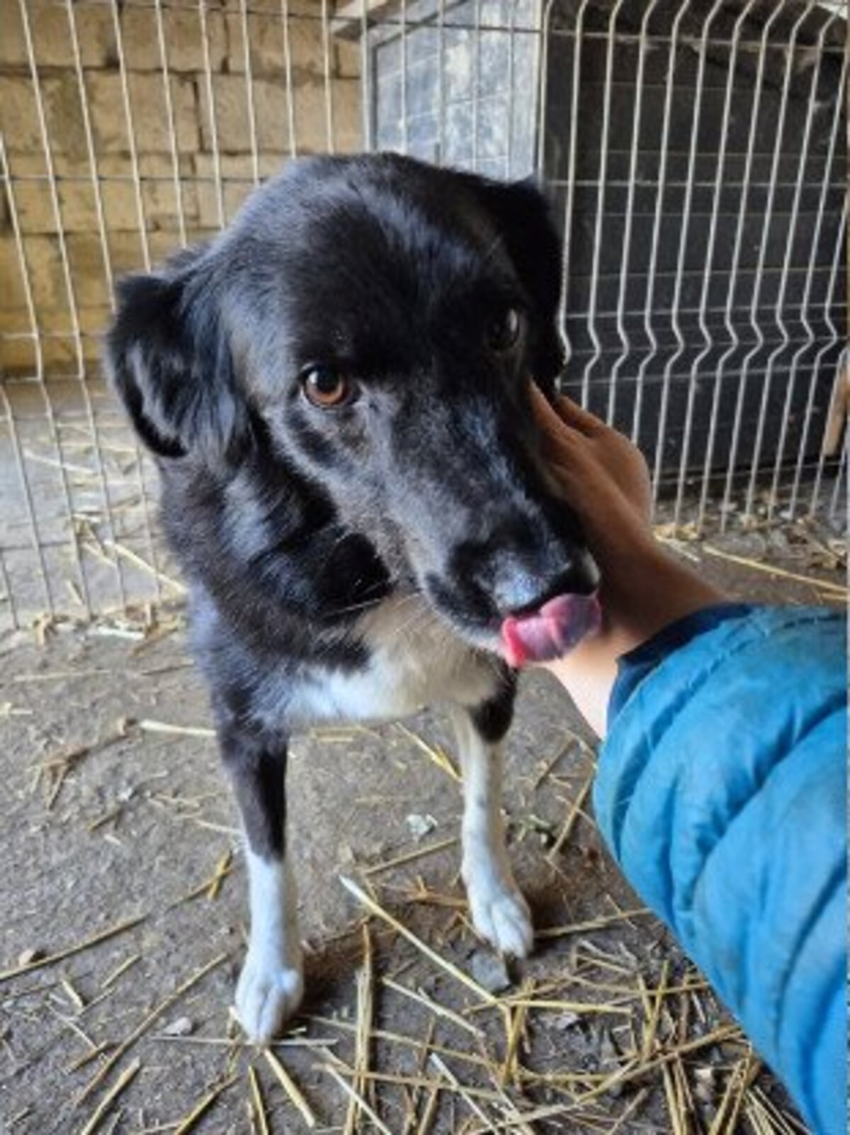 Adoption Zoya
