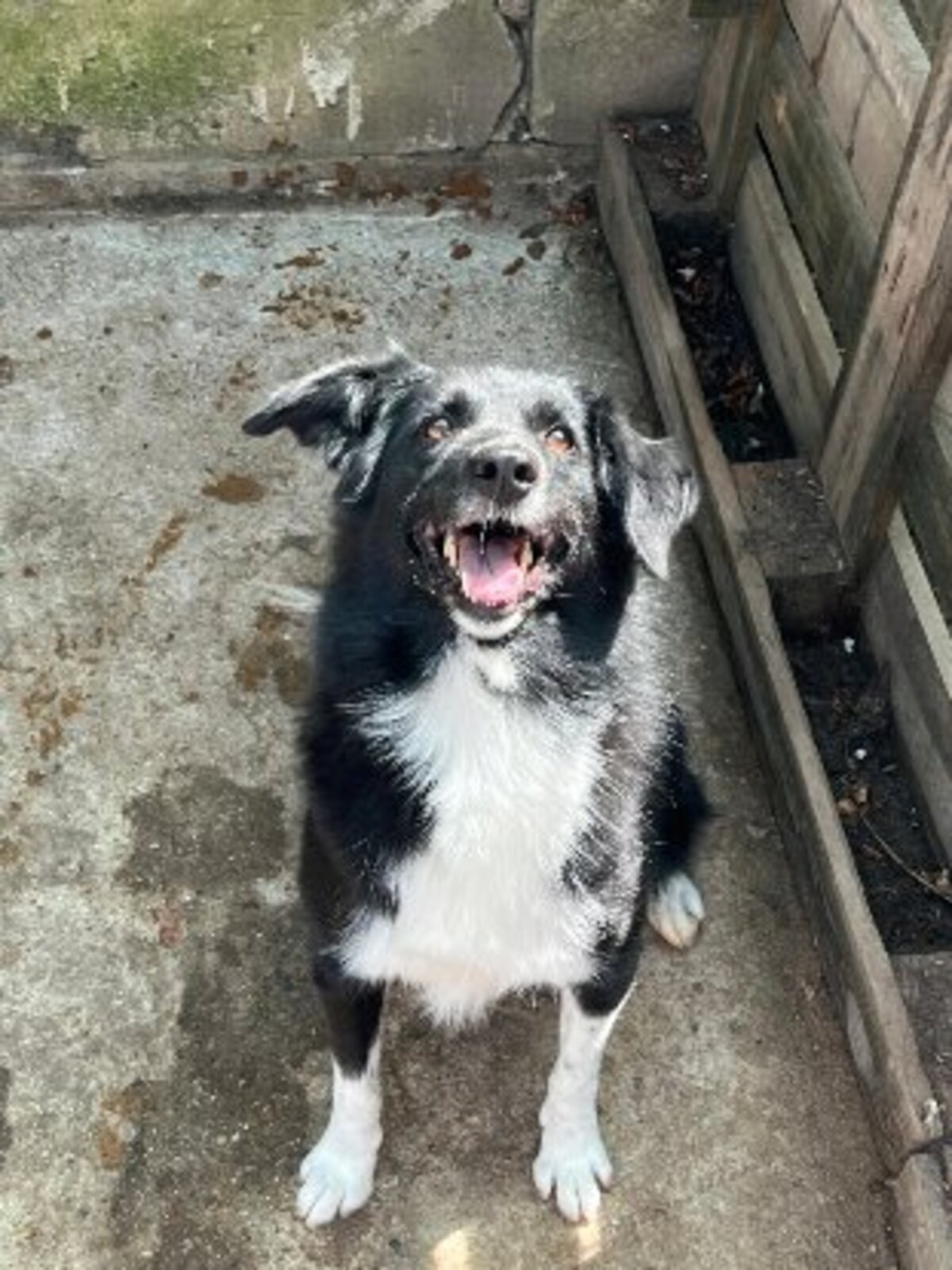 Adoption Zoya