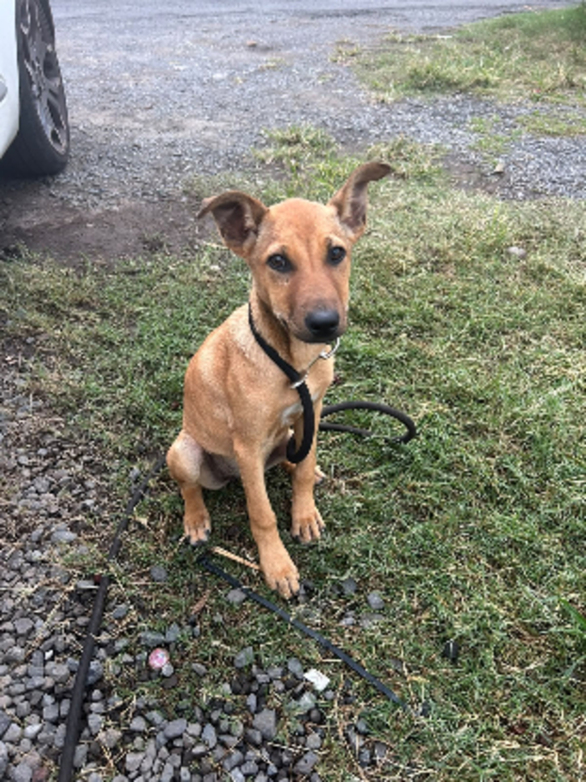 Adoption Zuka