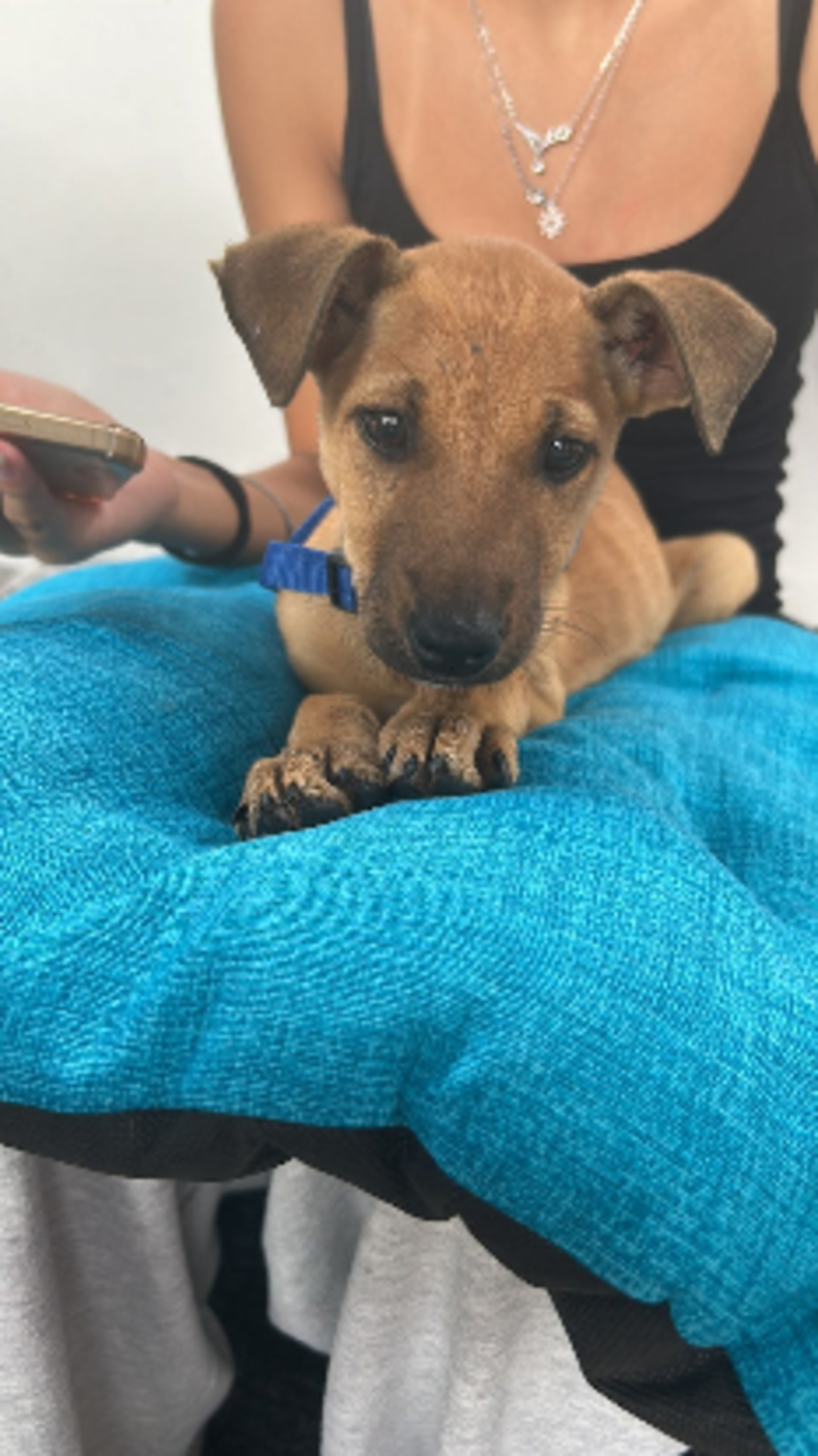 Adoption Zuka