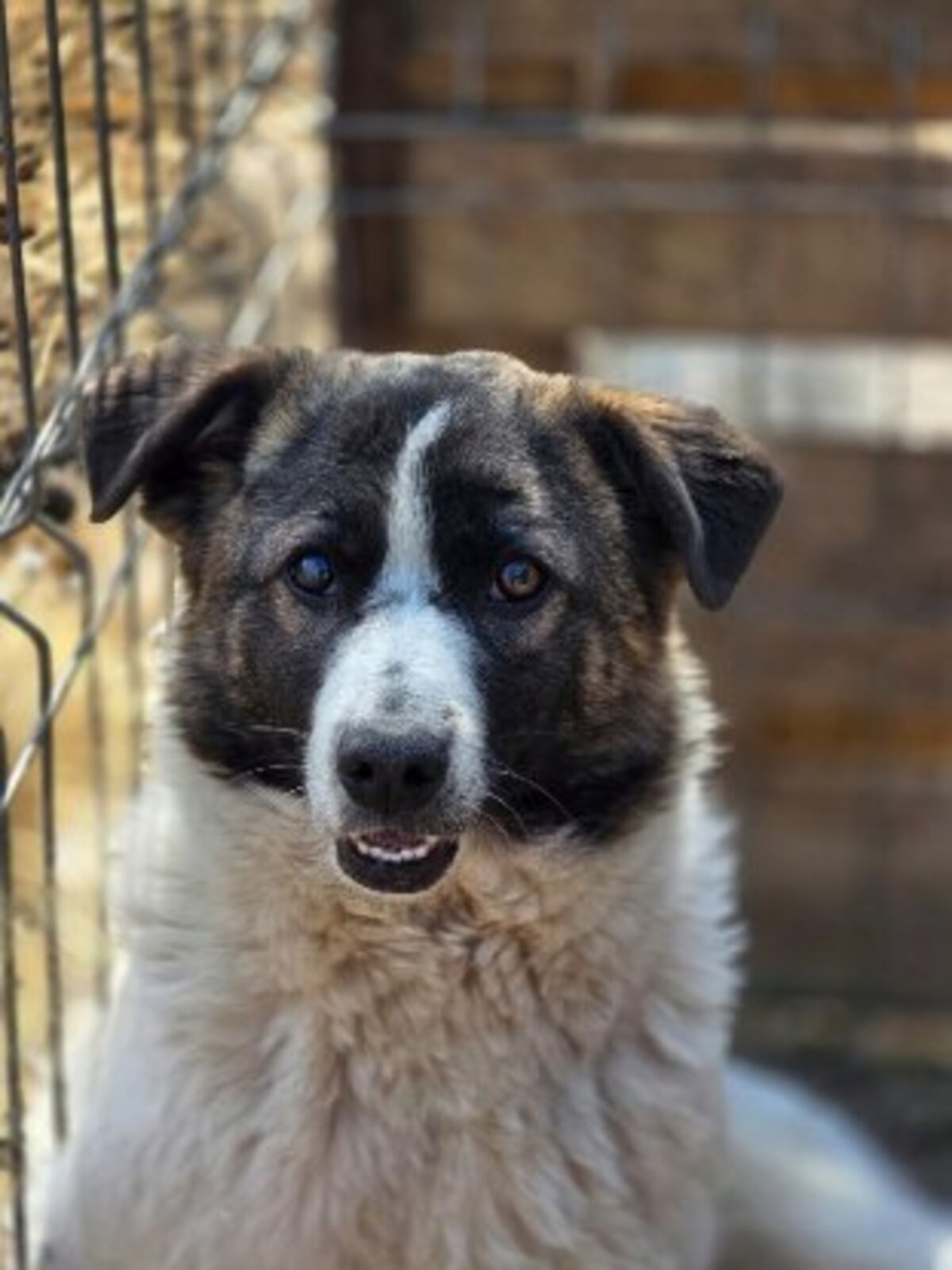 Adoption Zuri