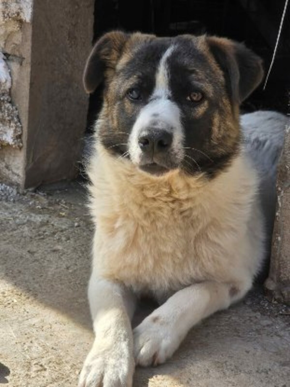 Adoption Zuri