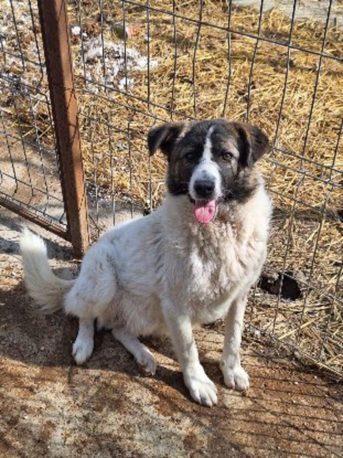 Adoption Zuri