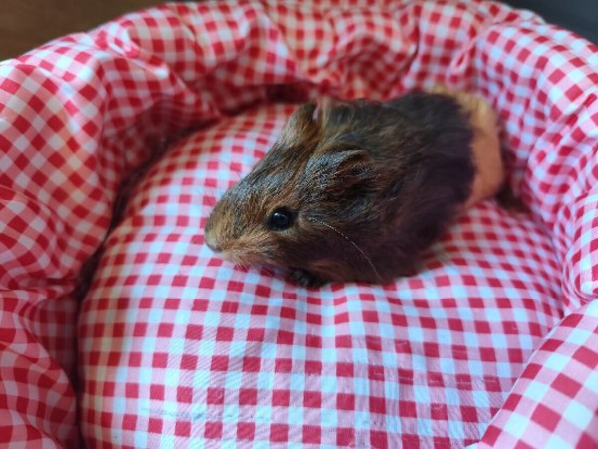 Adoption Cacao