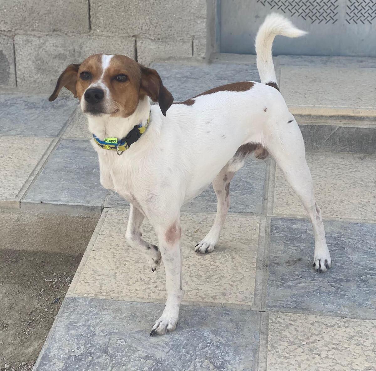 Adoption Chirimoyo