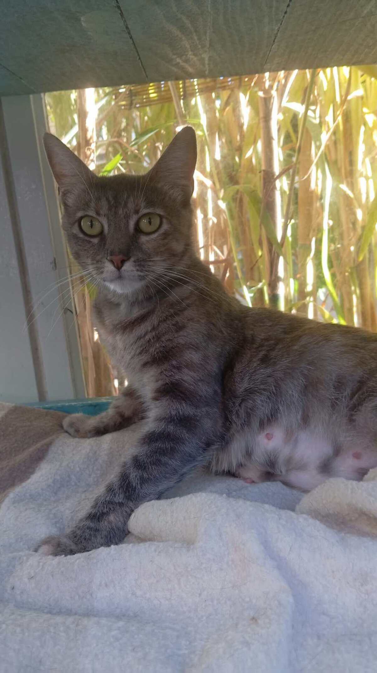 Adoption Gwena