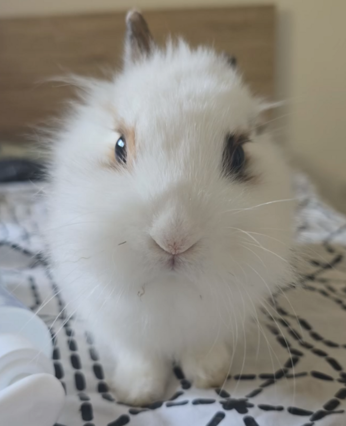 Adoption Mila