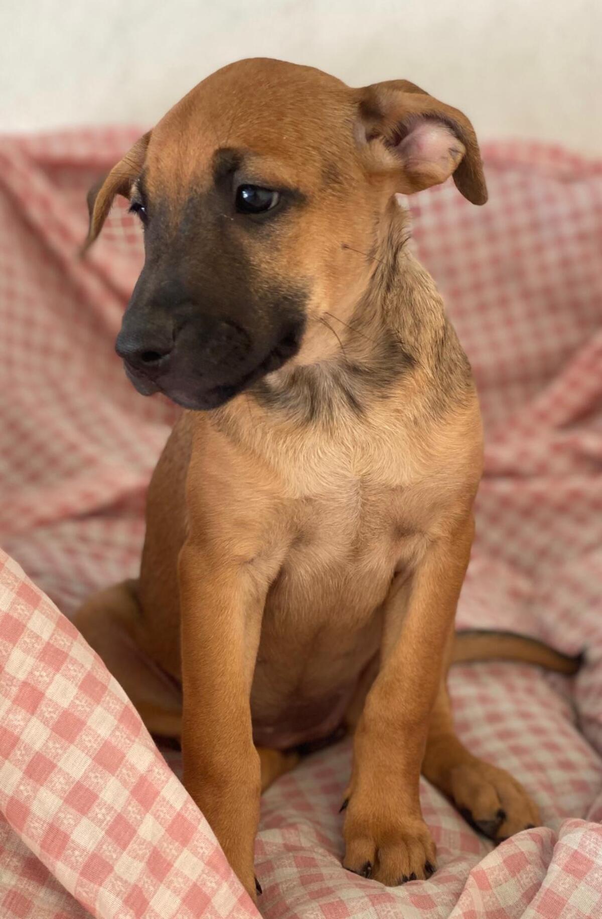 Adoption Libia