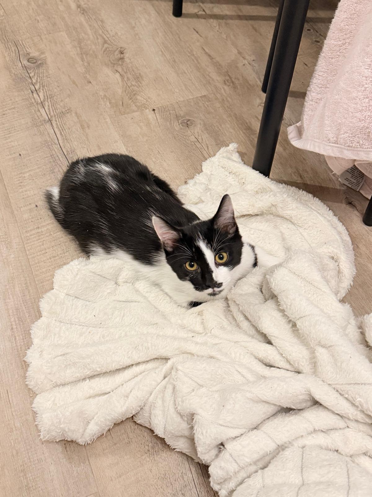 Adoption Cacao