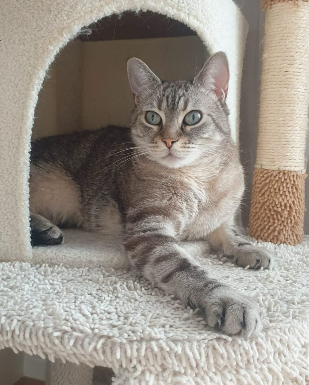 Adoption SHOO