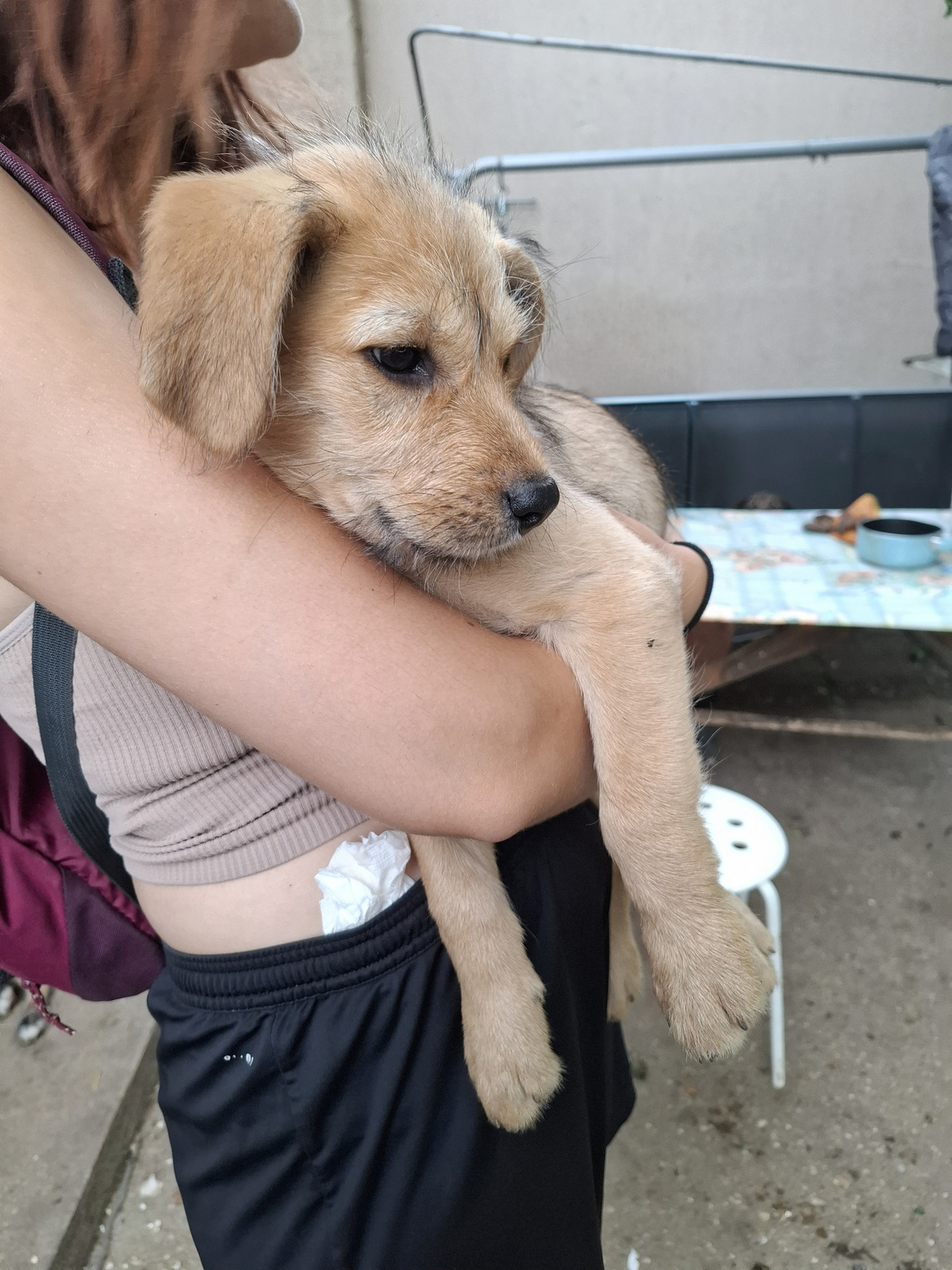 Adoption Schnappi