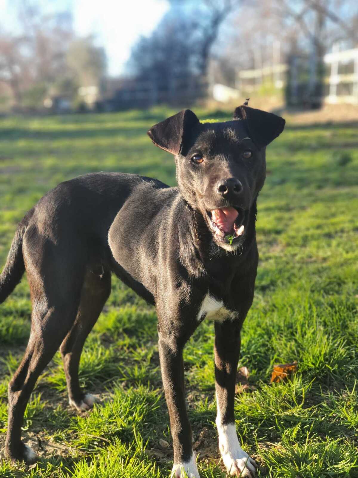 Adoption Helio