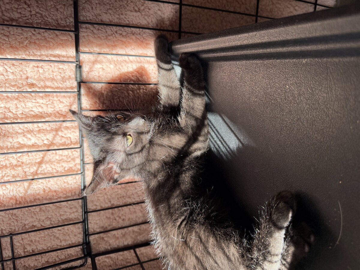 Adoption Bornéo