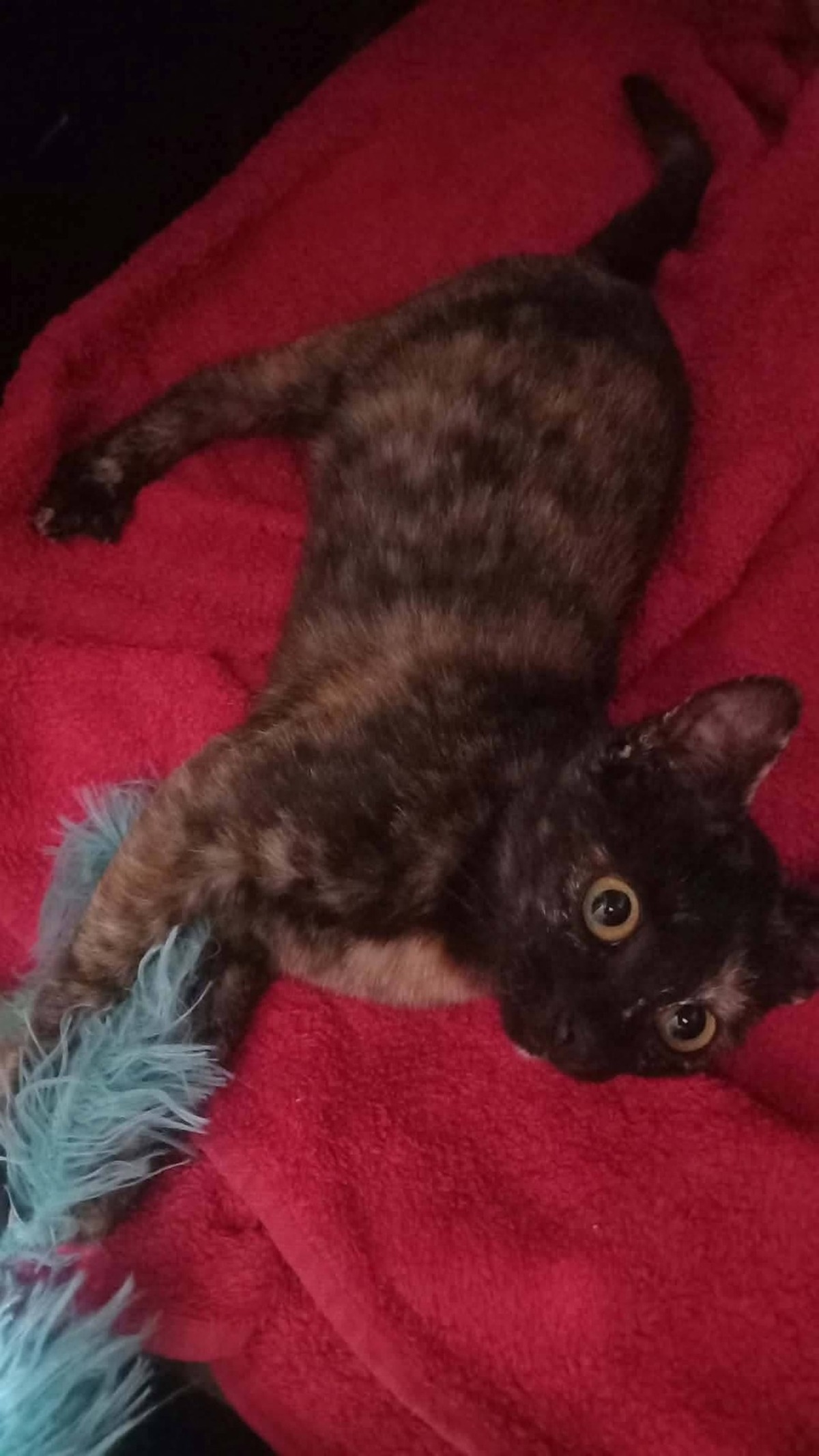 Adoption Féline