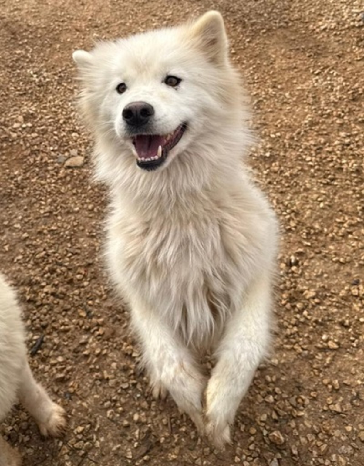 Adoption Cloud