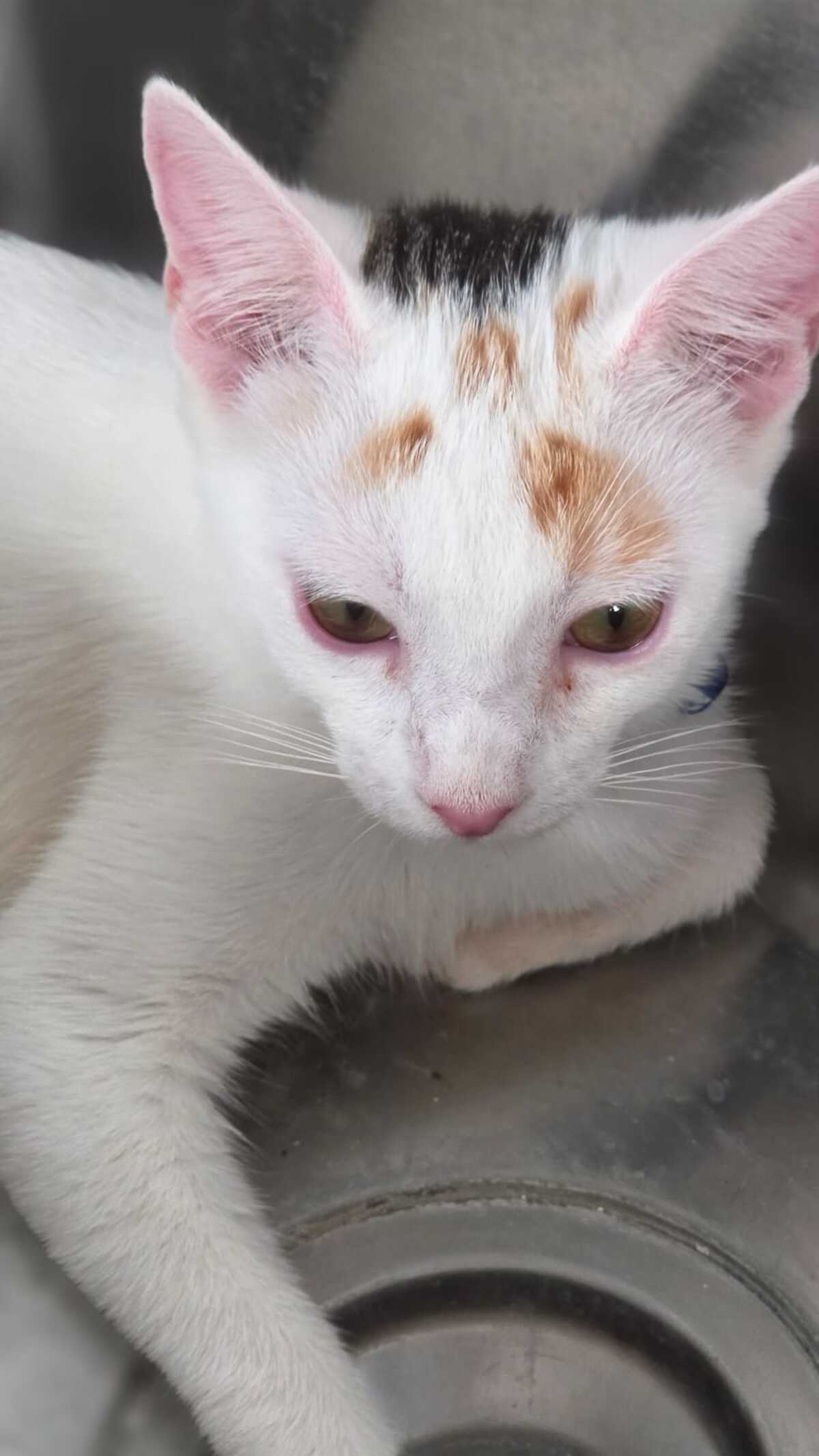 Adoption Nina
