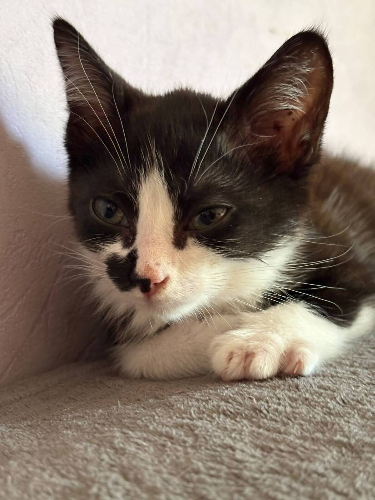 Adoption Oreo