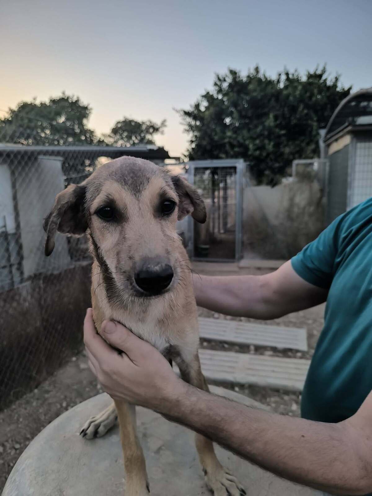 Adoption Sandía