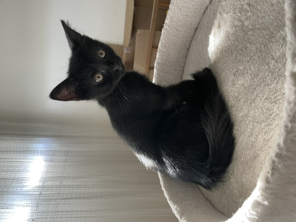 Adoption BETSI