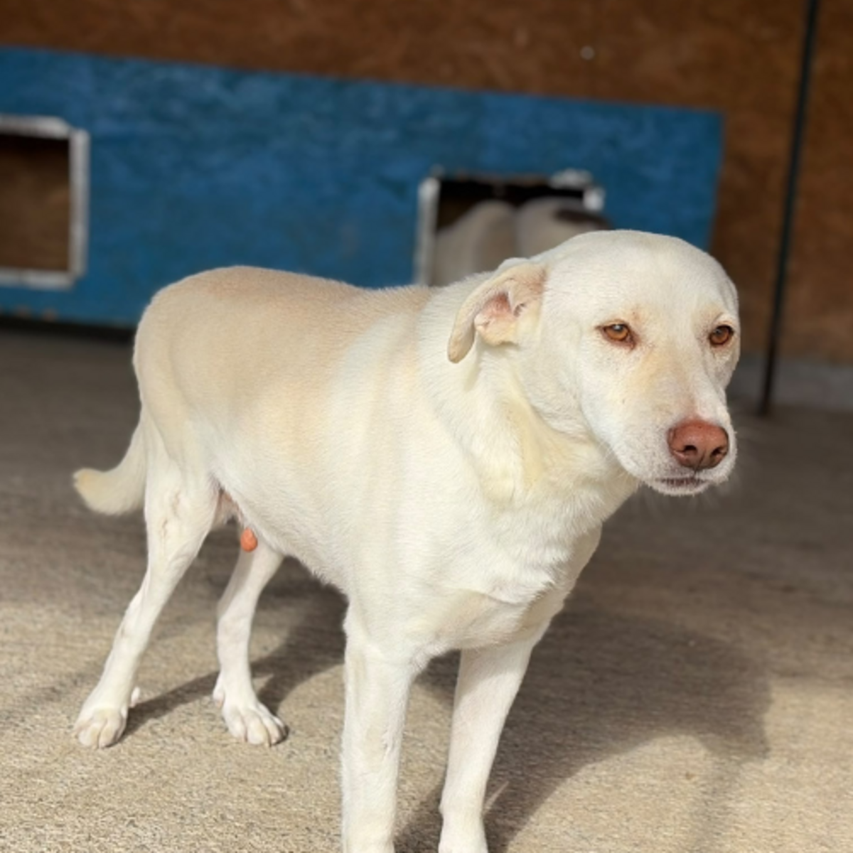 Adoption Atlas