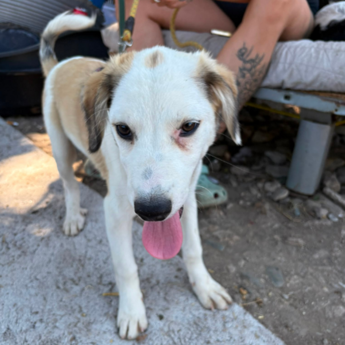 Adoption PIPA