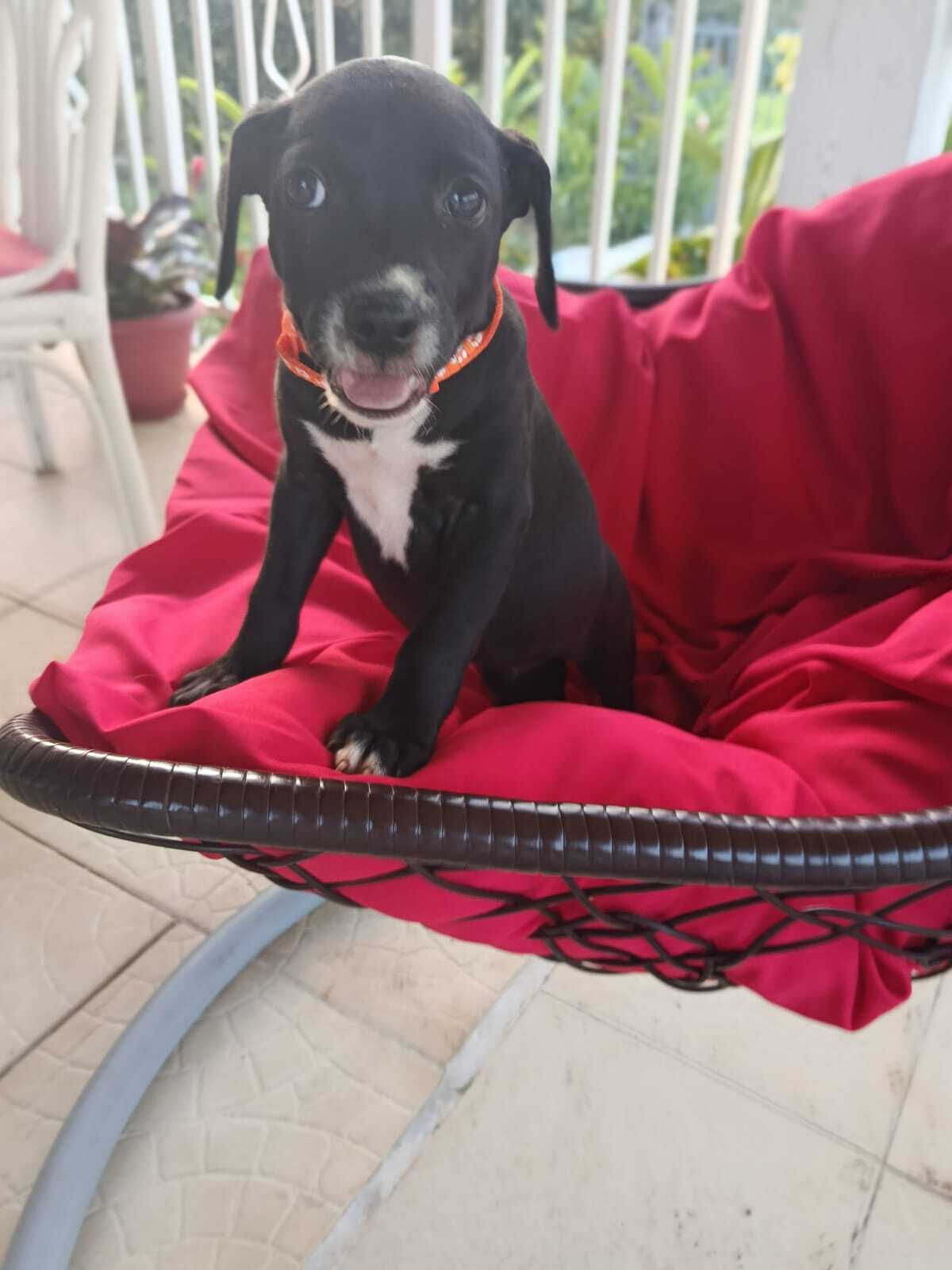 Adoption Peekie