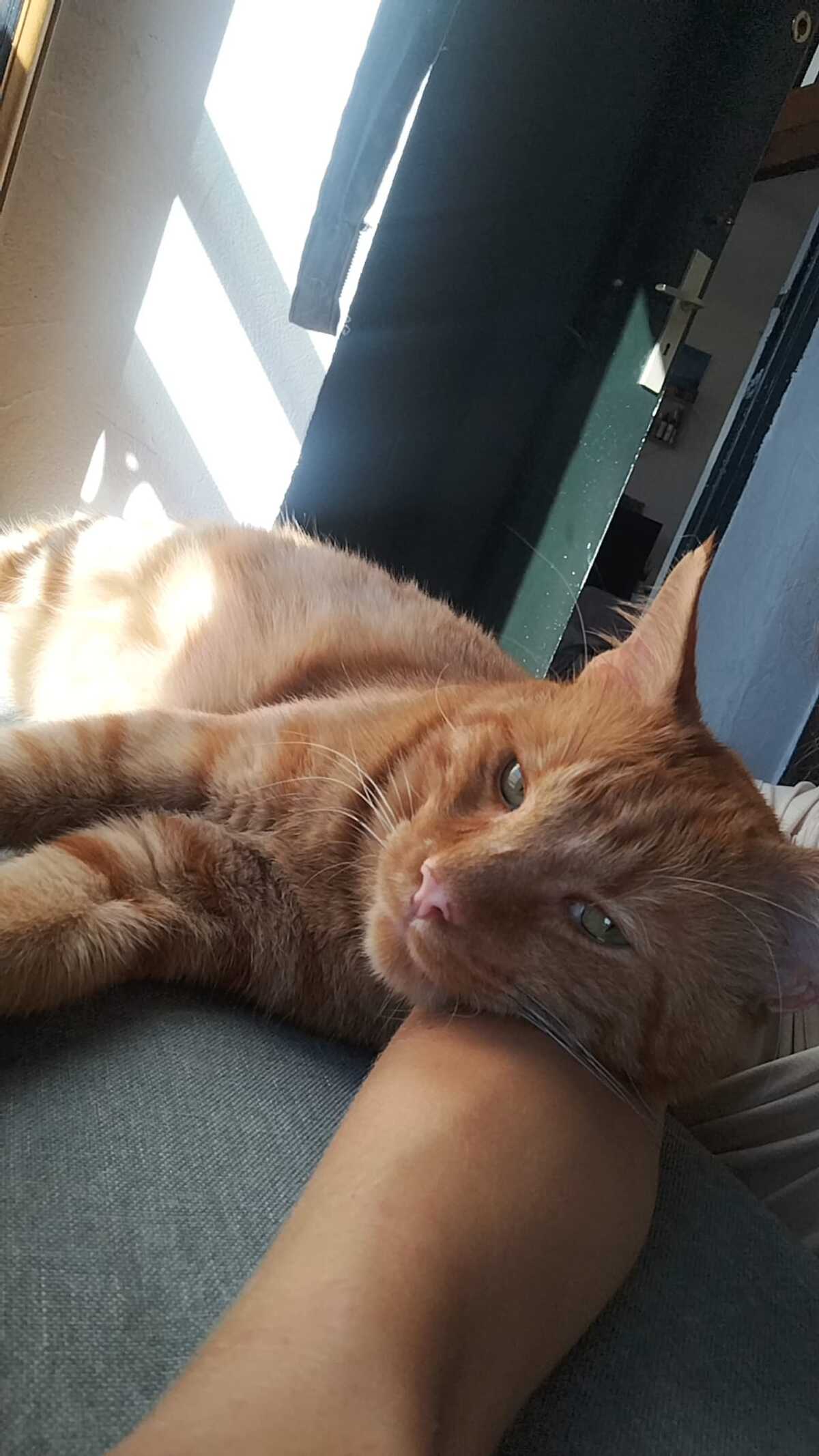 Adoption P’Tit Père 