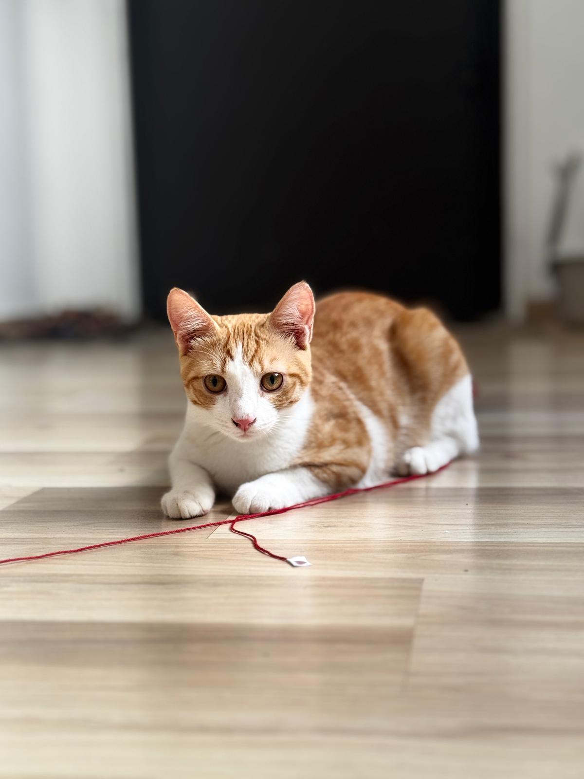 Adoption Chance et Pacha